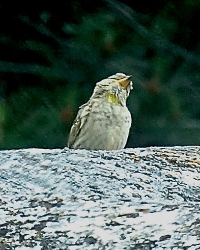 rock sparrow